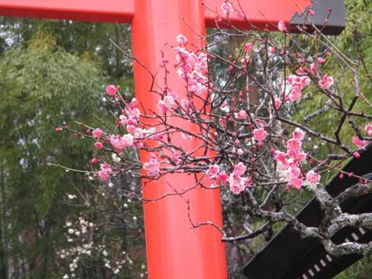miya13020310