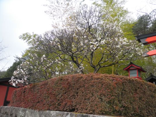 miya2280325