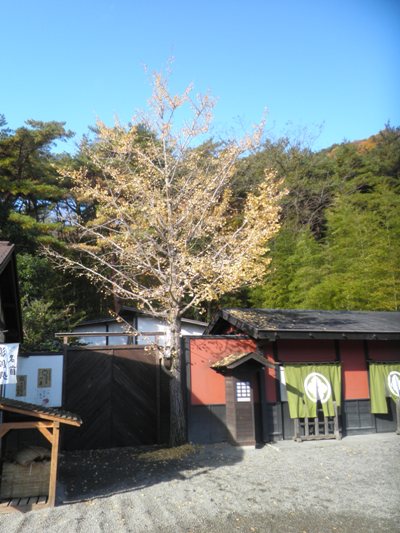 miya2281115