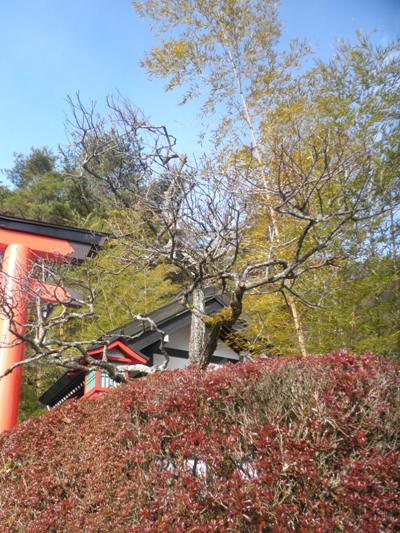 miya2290129