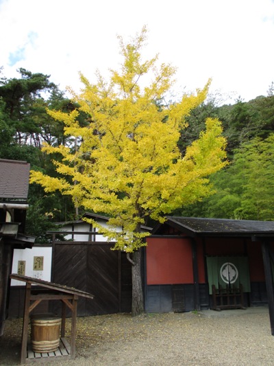 miya2301110