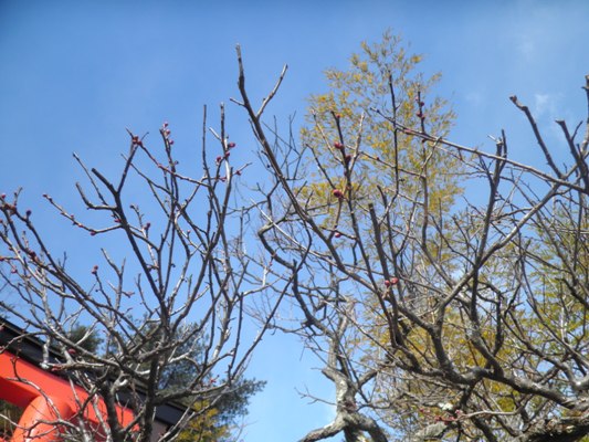 miya3290129