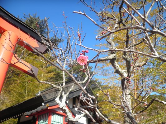 miya3290228