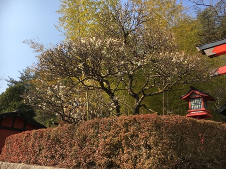 miya3290321