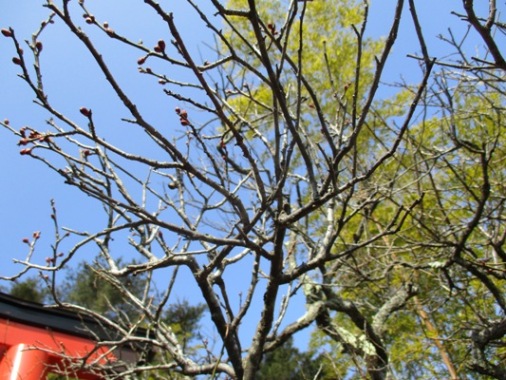 miya3300301