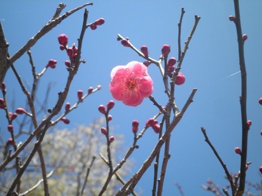 miya4270317