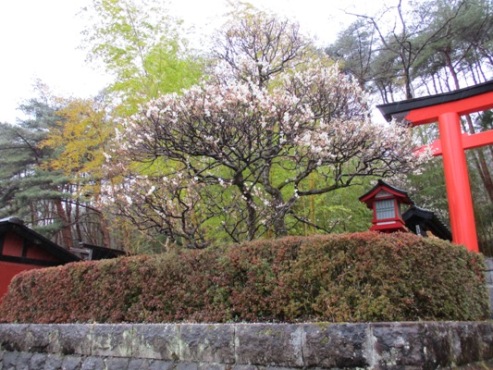 miya4290409