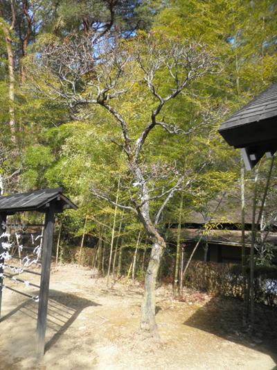 miya7290309