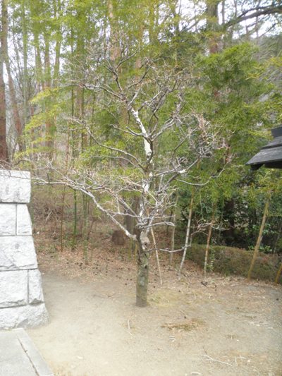 miya8290314