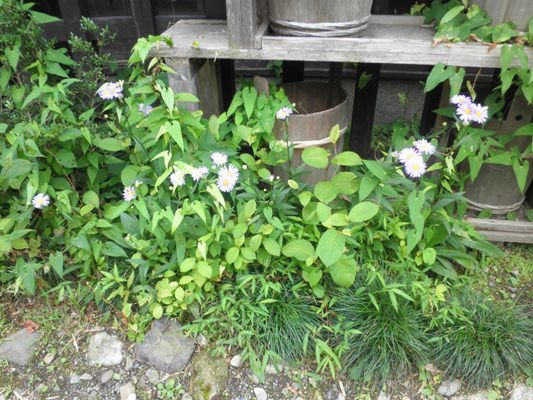 miyanaka260813