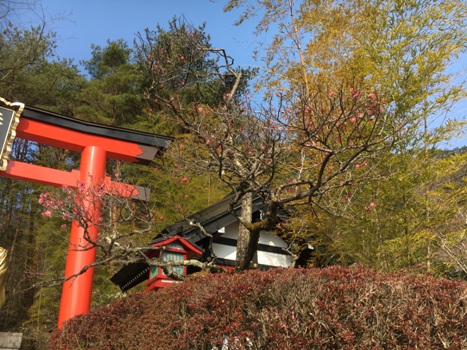 miyau2290321