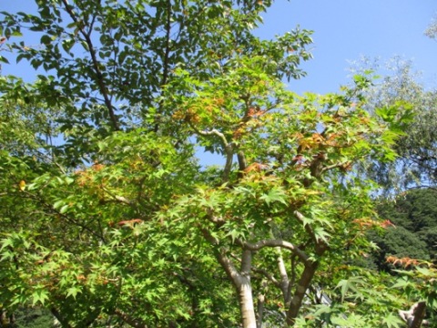 mo3290910