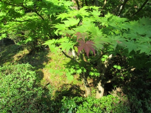 mo3290926