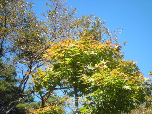 mo5281023