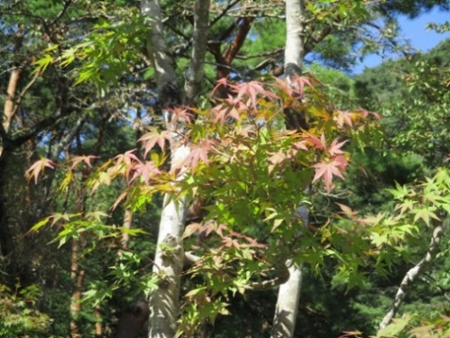 mo5291012