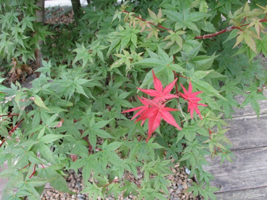 mo9010818