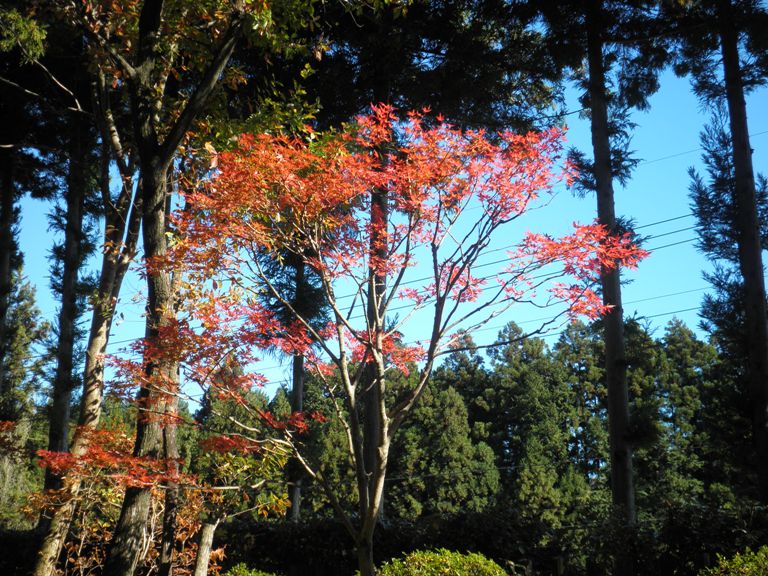 momiji221119