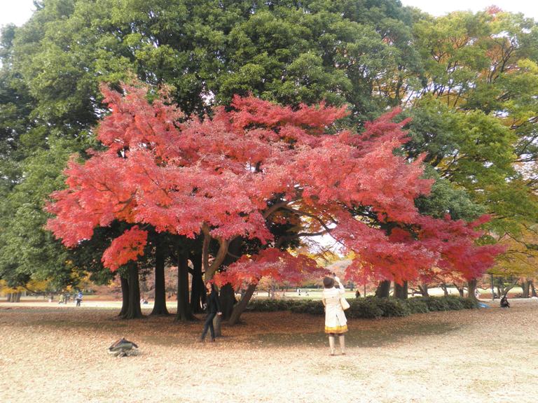 momiji221127