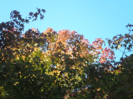 momiji271014
