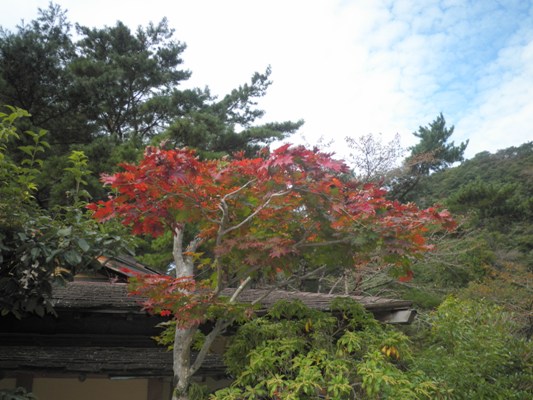 momiji3281027
