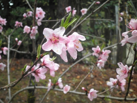 momokin270417