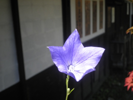 murasaki270715