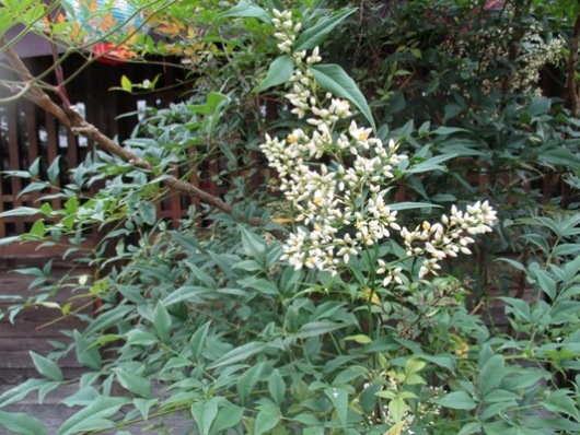 na3010707