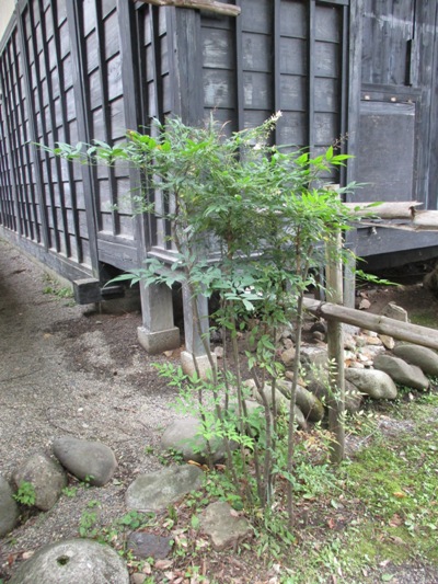 nan11290718