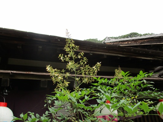 nan4290718