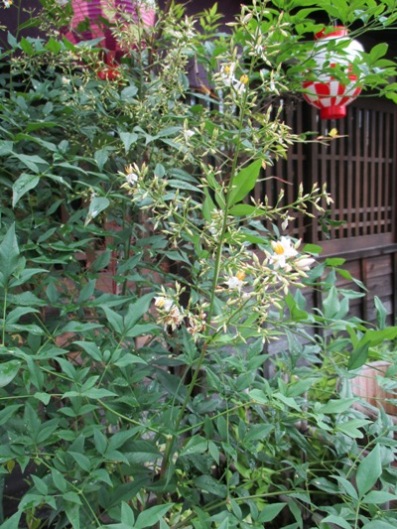 nann5290718