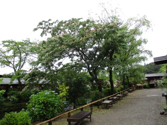 ne2300709