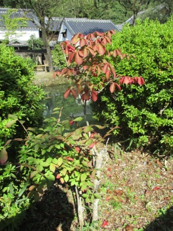 ni6291010