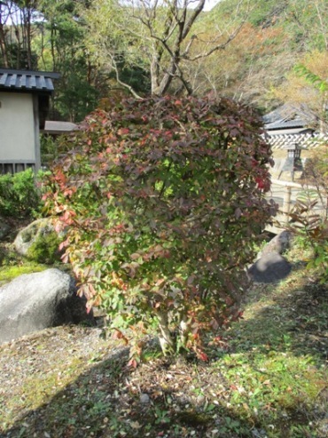 ni6291105