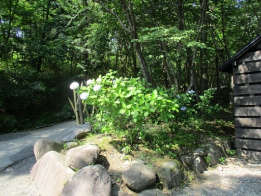 nin2290715
