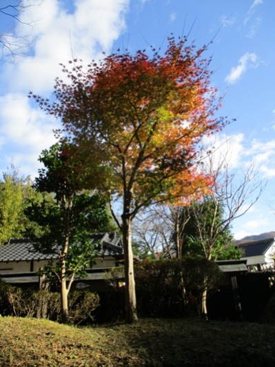nin3291117