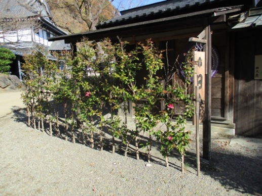 nin6291202