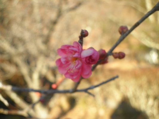 niriume270112