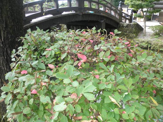 nisi2280908