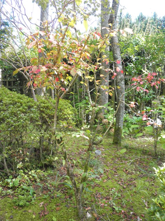 nisikigi22926