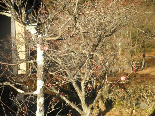 niume270112