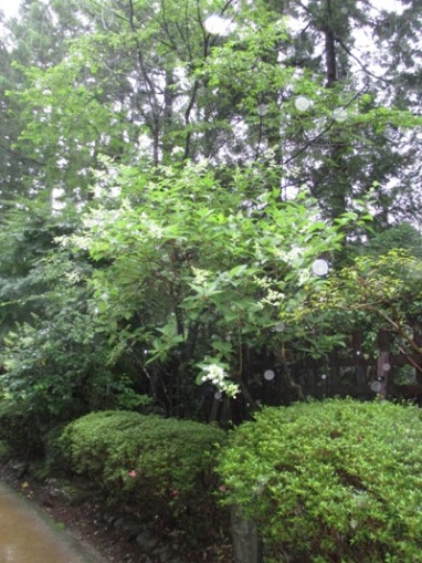 no6010630