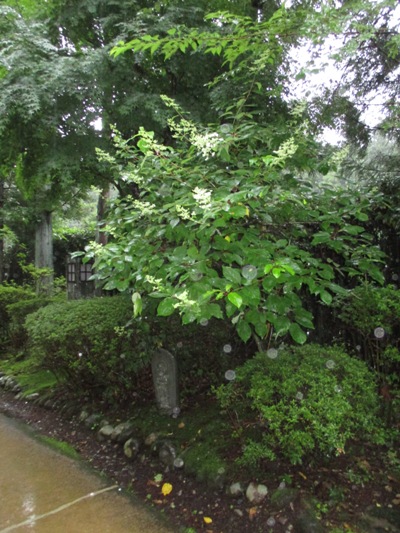 no8010630
