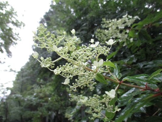 no9010630