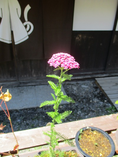 noko4290621