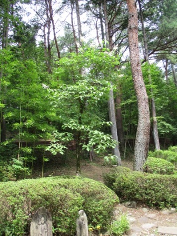 nori3300725