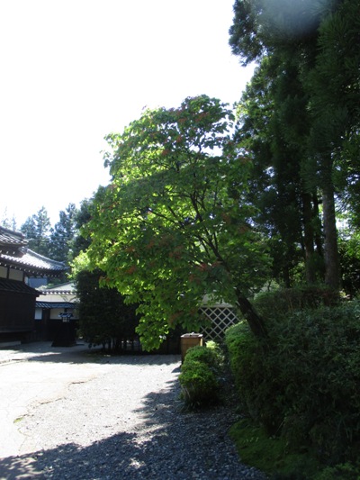 oku2010915