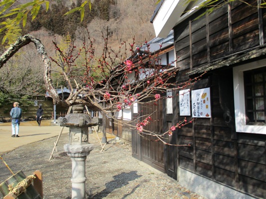 oku5300224