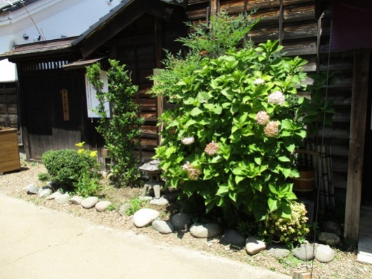 omi2300809