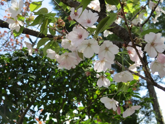 oosima4290424