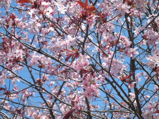 ooyama280420